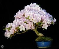 Chăm sóc và nuôi dưỡng cây Bonsai